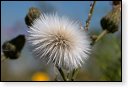 bloemen bloem hdr natuur flora roos rozen tulp tulpen orchidee orchideeen zonnebloem geranium cannabis marihuana wiet hennep sativa indica